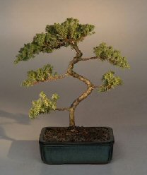 Juniper Karate Kid Bonsai Tree<br><i>(juniper procumbens 