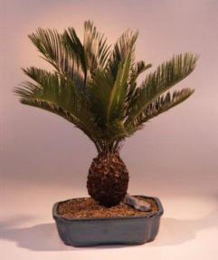 Sago Palm Bonsai Tree<br><i>(cycas revoluta)</i>