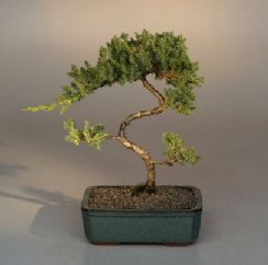 Juniper Karate Kid Bonsai Tree<br><i>(juniper procumbens 