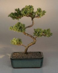 Juniper Karate Kid Bonsai Tree<br><i>(juniper procumbens 