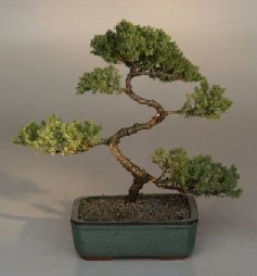 Juniper Karate Kid Bonsai Tree<br><i>(juniper procumbens 