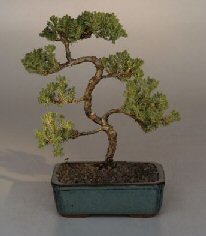 Juniper Karate Kid Bonsai Tree<br><i>(juniper procumbens 