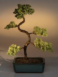 Juniper Karate Kid Bonsai Tree<br><i>(juniper procumbens 