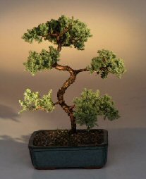 Juniper Karate Kid Bonsai Tree<br><i>(juniper procumbens 