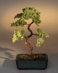 Juniper Karate Kid Bonsai Tree<br><i>(juniper procumbens 