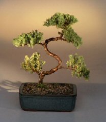 Juniper Karate Kid Bonsai Tree<br><i>(juniper procumbens 