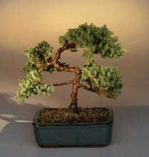 Juniper Karate Kid Bonsai Tree<br><i>(juniper procumbens 