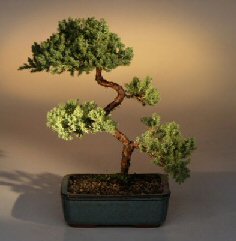 Juniper Karate Kid Bonsai Tree<br><i>(juniper procumbens 