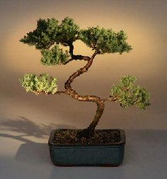 Juniper Karate Kid Bonsai Tree<br><i>(juniper procumbens 