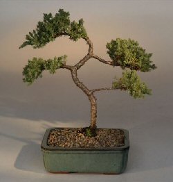 Juniper Karate Kid Bonsai Tree<br><i>(juniper procumbens 