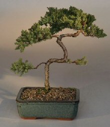 Juniper Karate Kid Bonsai Tree<br><i>(juniper procumbens 