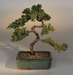 Juniper Karate Kid Bonsai Tree<br><i>(juniper procumbens 