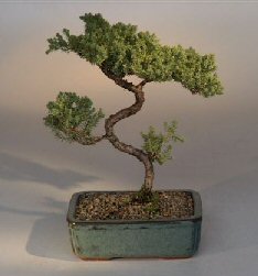 Juniper Karate Kid Bonsai Tree<br><i>(juniper procumbens 