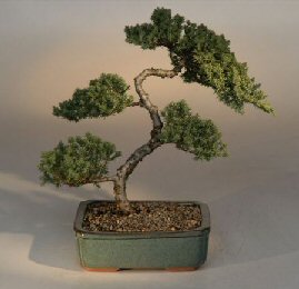 Juniper Karate Kid Bonsai Tree<br><i>(juniper procumbens 