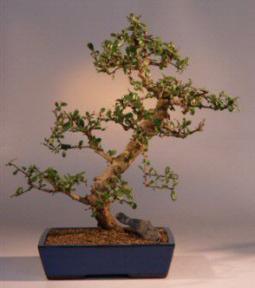 Fukien Tea Bonsai Tree<br><i>(carmona)</i>