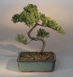 Juniper Karate Kid Bonsai Tree<br><i>(juniper procumbens 