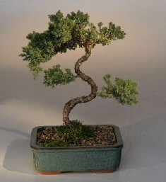 Juniper Karate Kid Bonsai Tree<br><i>(juniper procumbens 