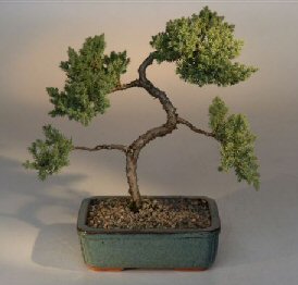 Juniper Karate Kid Bonsai Tree<br><i>(juniper procumbens 