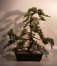 Juniper Bonsai Tree<br><i>(juniper procumbens nana)</i>