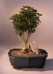 Parsley Aralia Bonsai Tree<br><i>(polyscais 'parsley')</i>