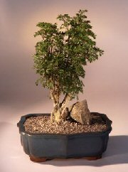 Parsley Aralia Bonsai Tree<br><i>(polyscais 'parsley')</i>