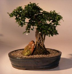 Fukien Tea  Bonsai Tree<br><i>(ehretia microphylla)</i>