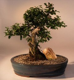 Fukien Tea  Bonsai Tree <br><i>(ehretia microphylla)</i>