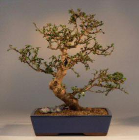 Fukien Tea Bonsai Tree<br><i>(carmona)</i>