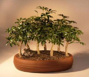 Hawaiian Umbrella Bonsai Tree<br><i>(arboricola schefflera)</i>