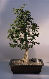 Trident Maple Bonsai Tree<br><i>(acer buergerianum)</i>