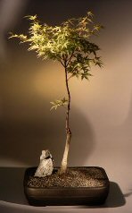 Japanese Maple Corallinum<br><i>(acer palmatum)</i>