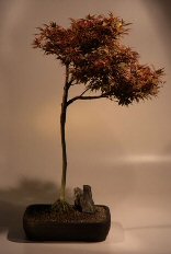 Japanese Red Maple Bonsai Tree<br><i>(acer palmatum 'shaina')</i>
