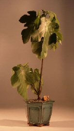 Brown Turkey  Fig<br><i>(ficus carica)</i>