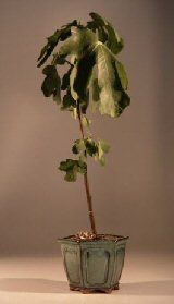 Brown Turkey  Fig<br><i>(ficus carica)</i>