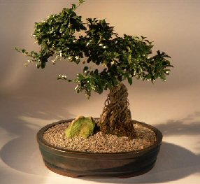 Fukien Tea Bonsai Tree<br><i>(ehretia microphylla)</i>