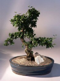 Fukien Tea Bonsai Tree<br><i>(ehretia microphylla)</i>