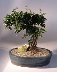 Fukien Tea Bonsai Tree<br><i>(ehretia microphylla)</i>