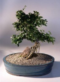 Fukien Tea Bonsai Tree <br><i>(ehretia microphylla)</i>