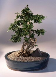 Fukien Tea Bonsai Tree<br><i>(ehretia microphylla)</i>