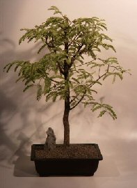 Tamarind Bonsai Tree<br><i>(tamarindus indica)</i>