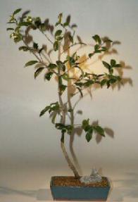 Camellia Bonsai Tree-19