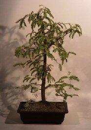 Tamarind Bonsai Tree<br><i>(tamarindus indica)</i>