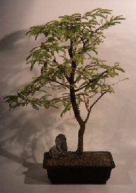 Tamarind Bonsai Tree<br><i>(tamarindus indica)</i>