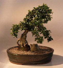 Fukien Tea Bonsai Tree <br><i>(ehretia microphylla)</i>