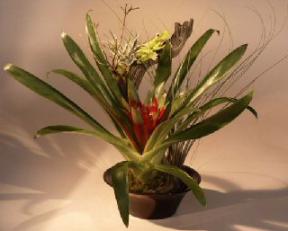 Bromeliad Dish Garden - Extra Large<br>