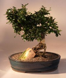 Fukien Tea Bonsai Tree<br><i>(ehretia microphylla)</i>