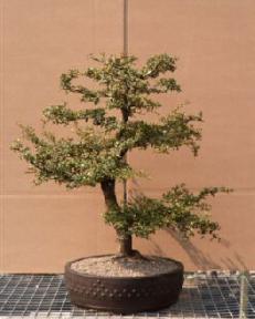 Dwarf Black Olive<br><i>(bucida spinosa)</i>