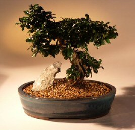 Fukien Tea Bonsai Tree <br><i>(ehretia microphylla)</i>