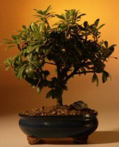 Japanese Mock Orange Bonsai Tree<br><i>(pittosporum tobria)</i>