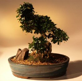 Fukien Tea Bonsai Tree <br><i>(ehretia microphylla)</i>